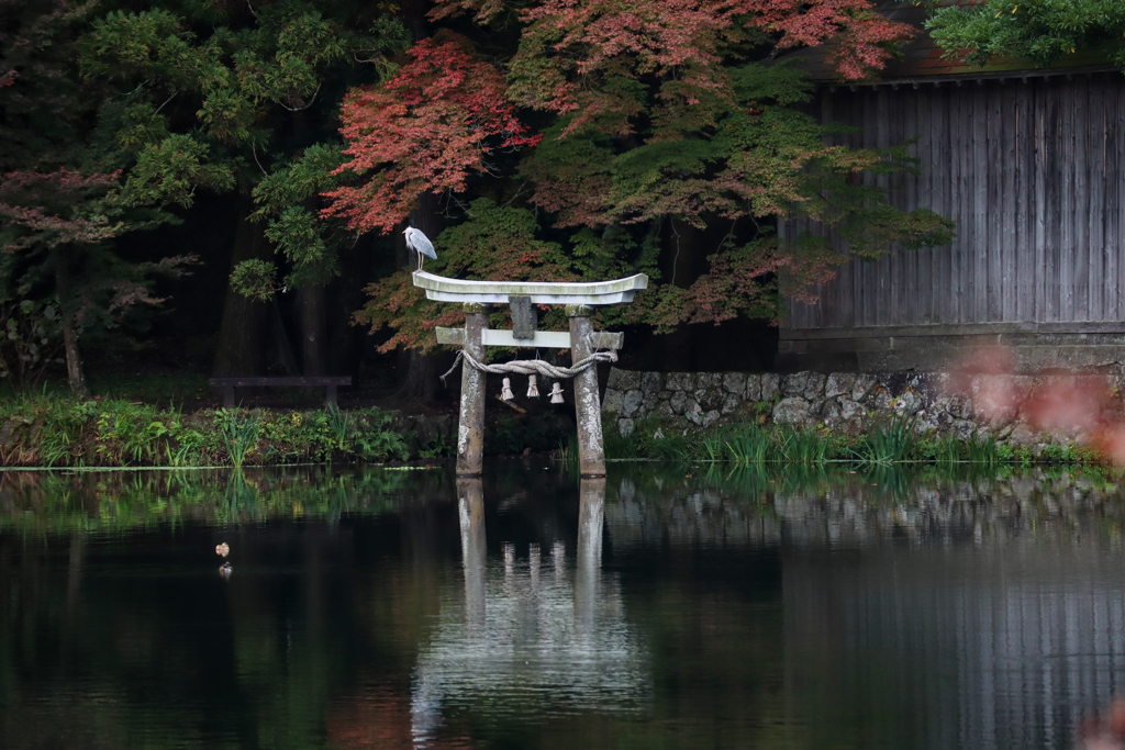 鳥居の主