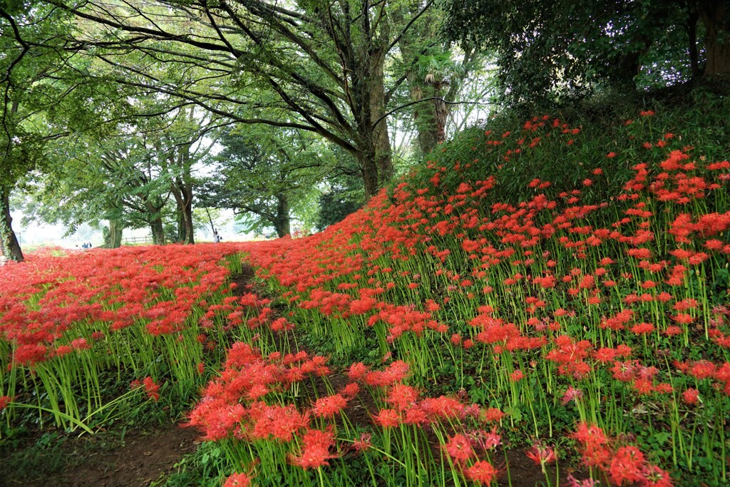 古墳群に咲く花