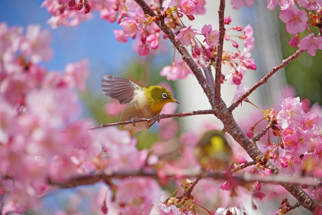 春に羽ばたく