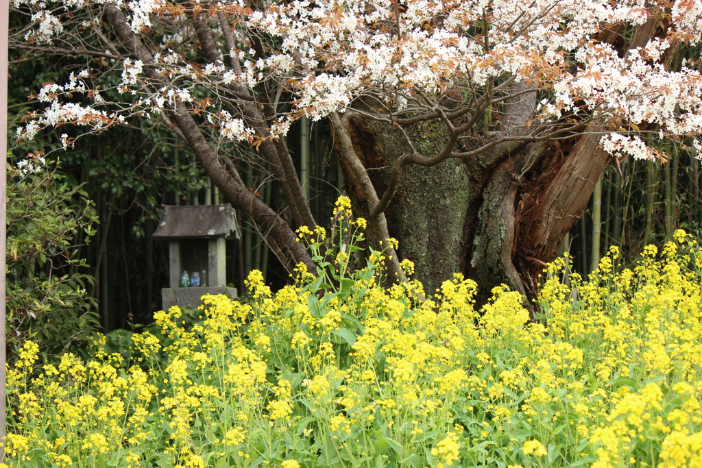 魚見桜