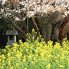 魚見桜