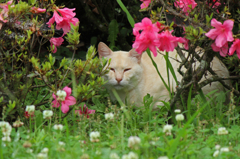 花と猫