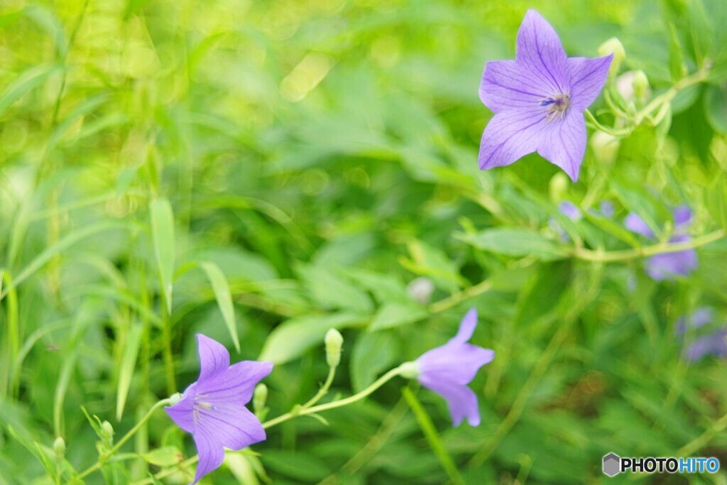 夏の花