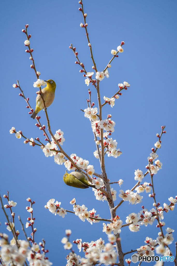 さえずり
