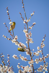 さえずり