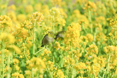 菜の花畑で