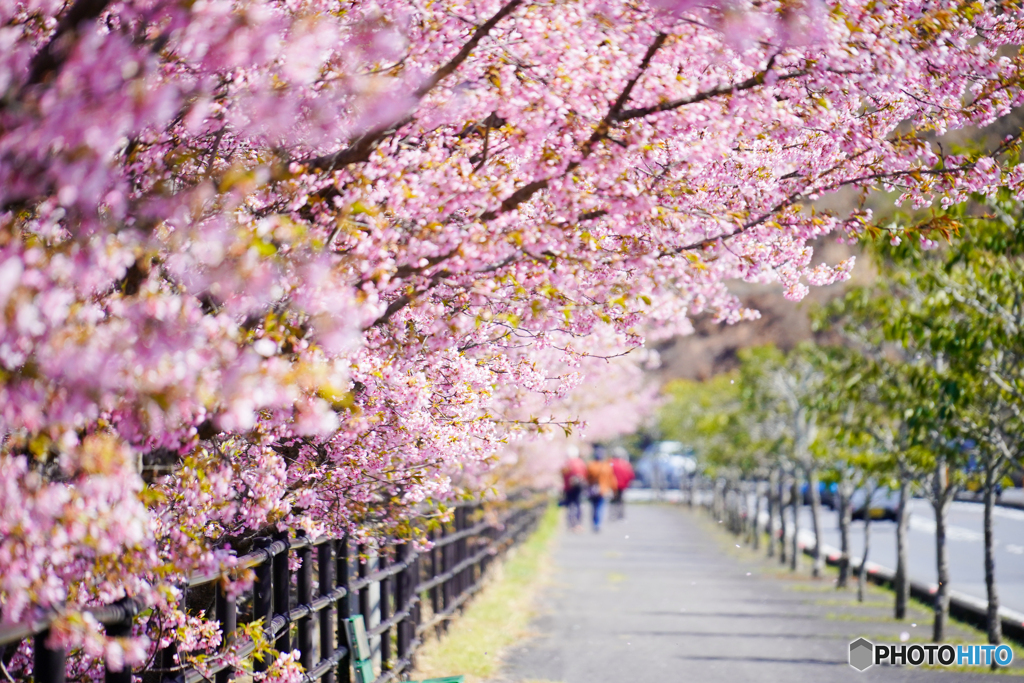 桜ロード
