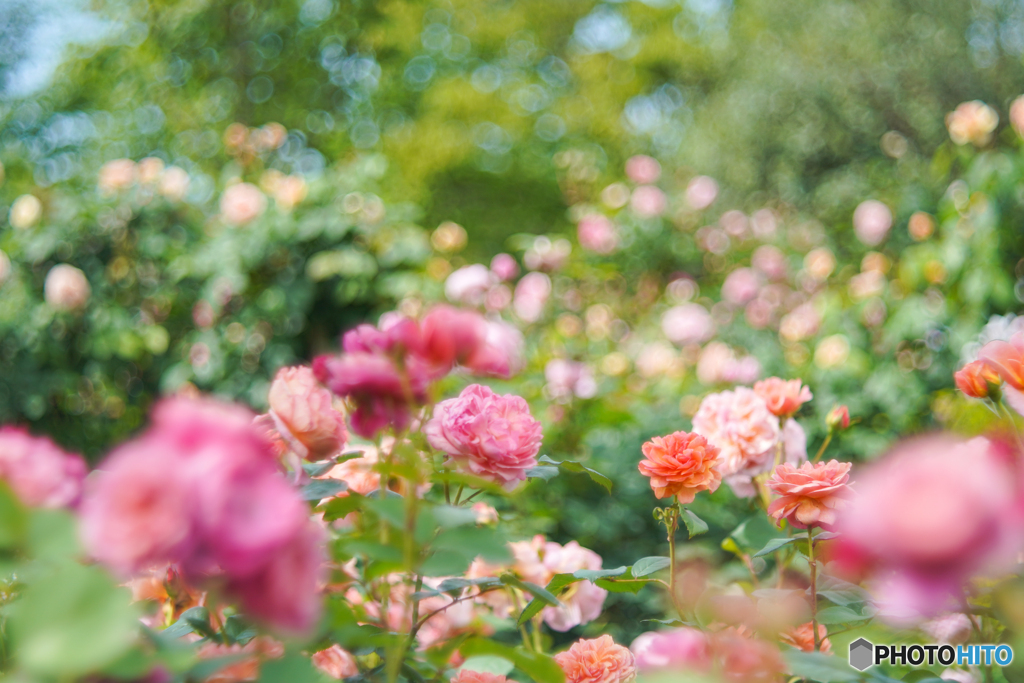 薔薇の香りに包まれて