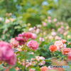 薔薇の香りに包まれて