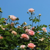 fragrance