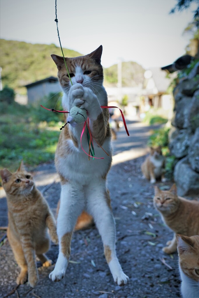 捕まえた！