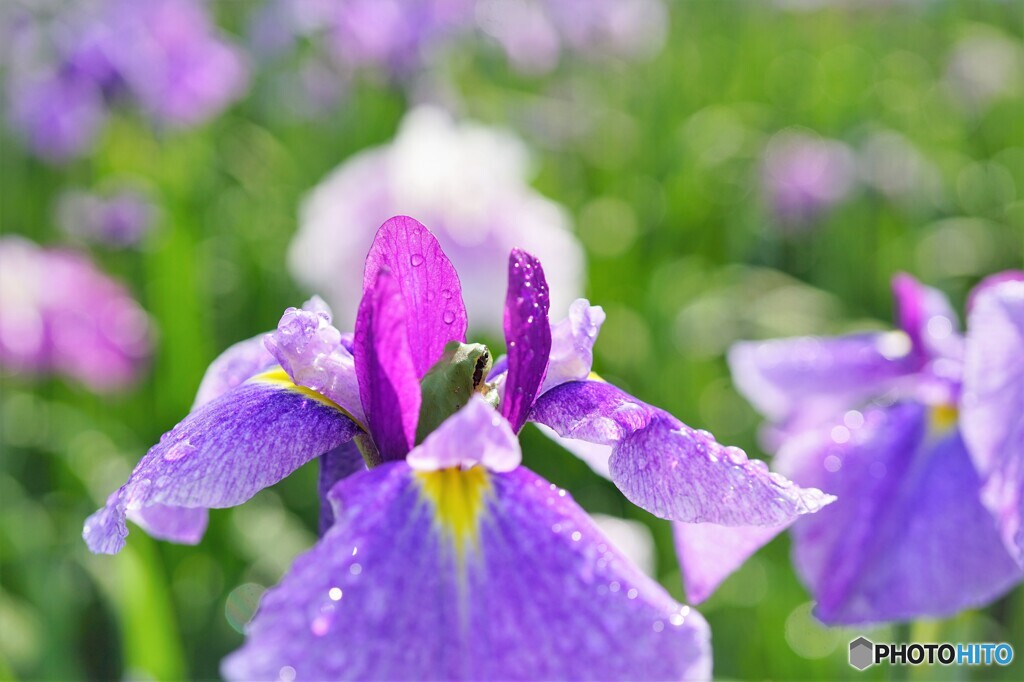 花菖蒲の中で