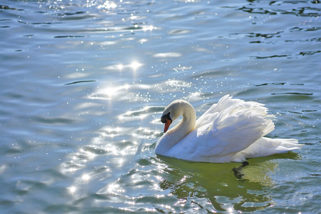 白鳥の湖