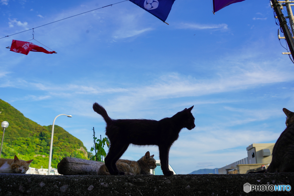 シルエットの夏
