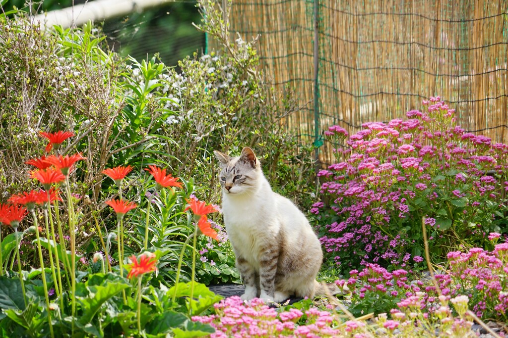 花が大好き