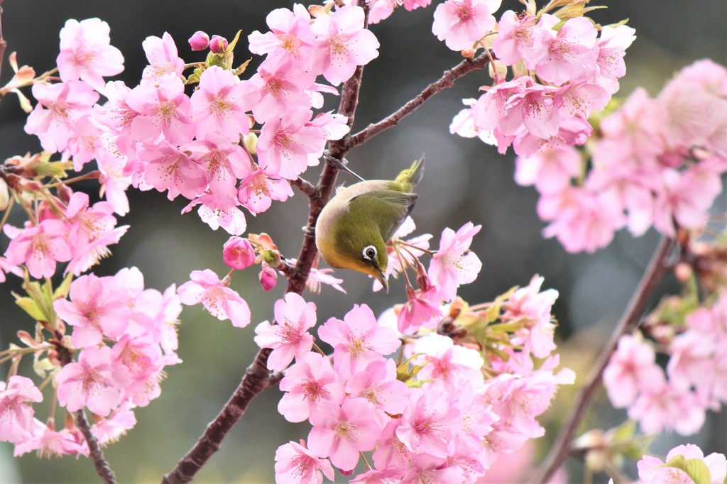 春の使者