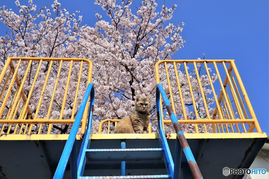 特等席