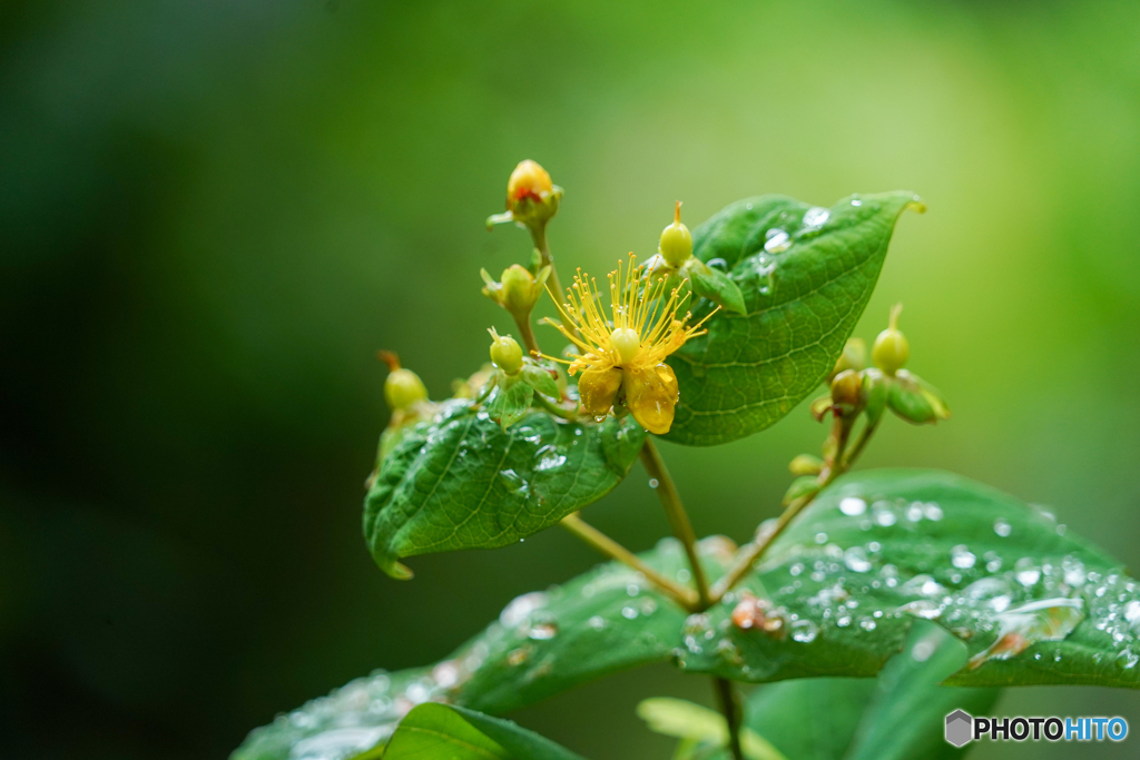 最後のひと花