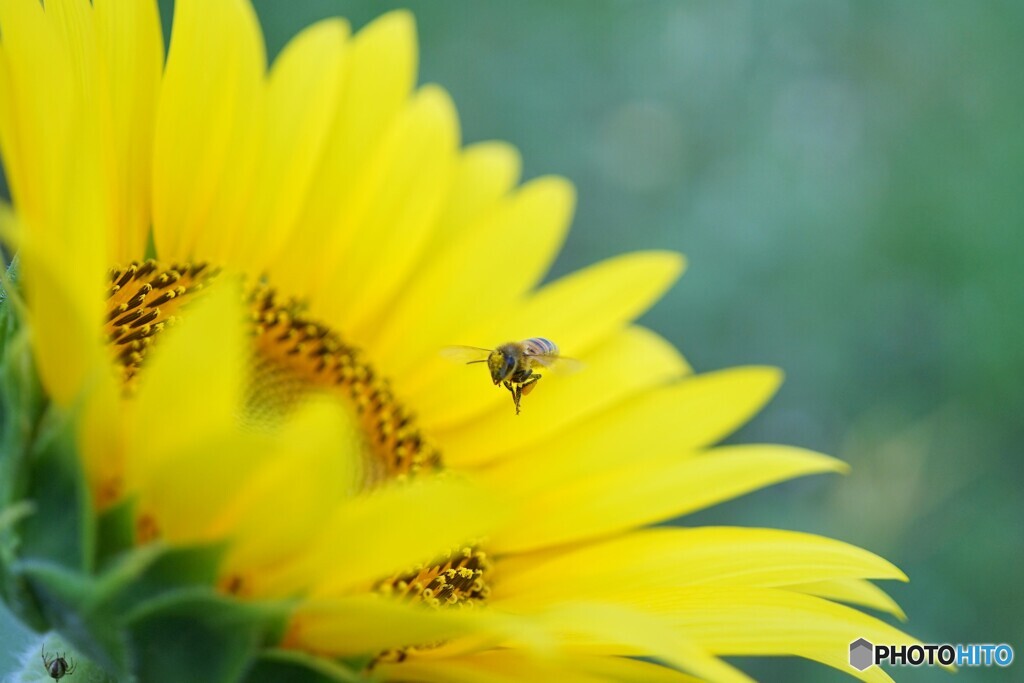 花粉をつけたミツバチさん