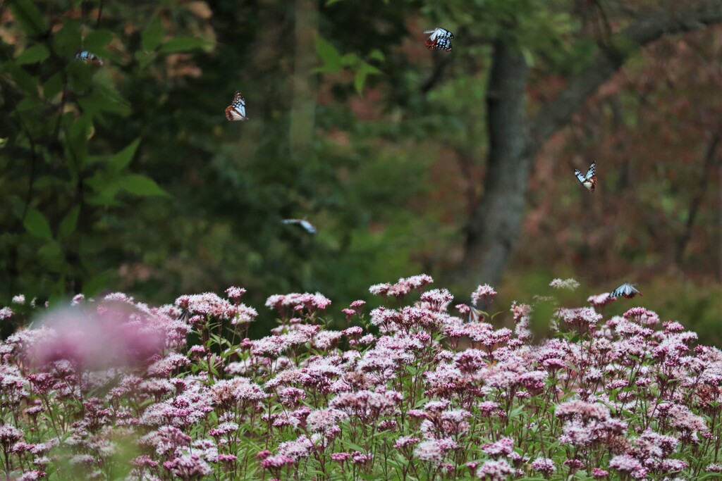 花の上で