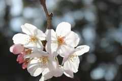 桜咲く