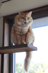 うまそうだニャ～！