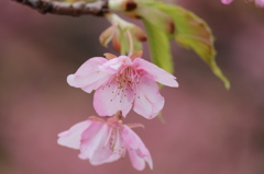 ＳＡＫＵＲＡ