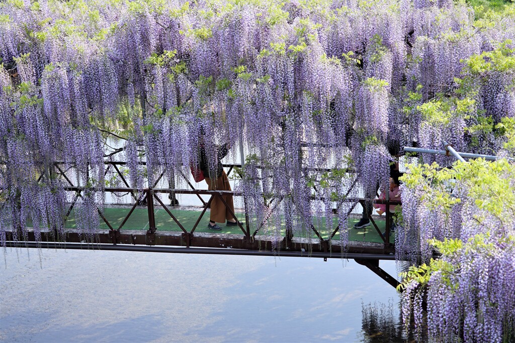 藤の橋