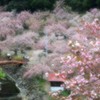 花の寺