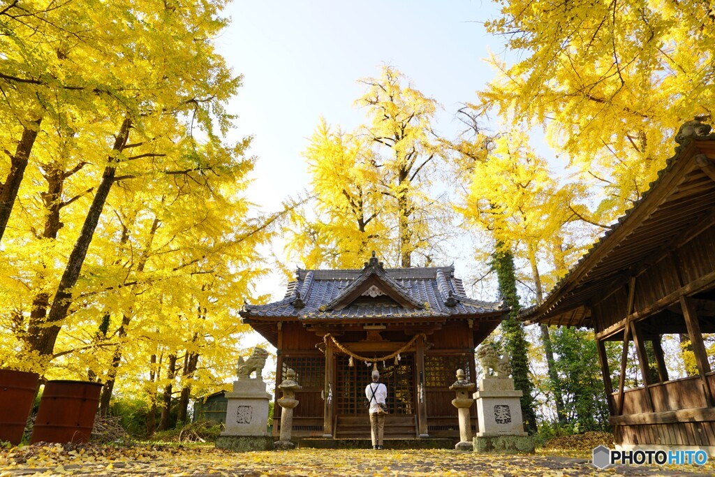 黄色の神社