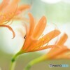 夏の木陰