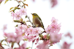 春よ来い