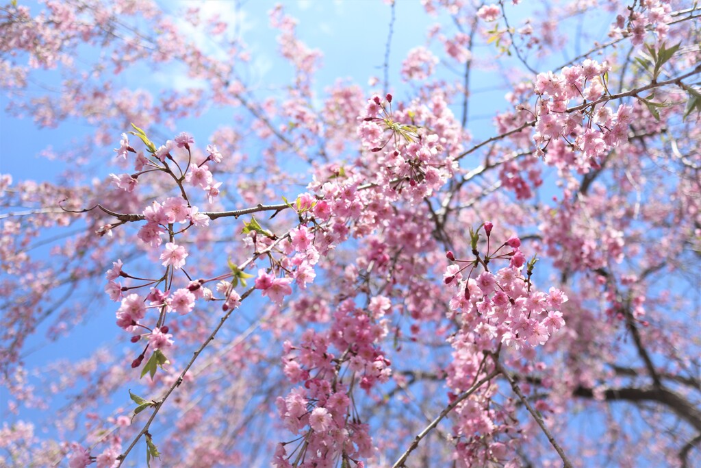 桜のシャワー