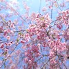 桜のシャワー