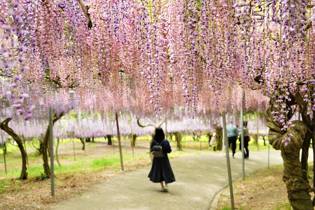 藤の花の下で