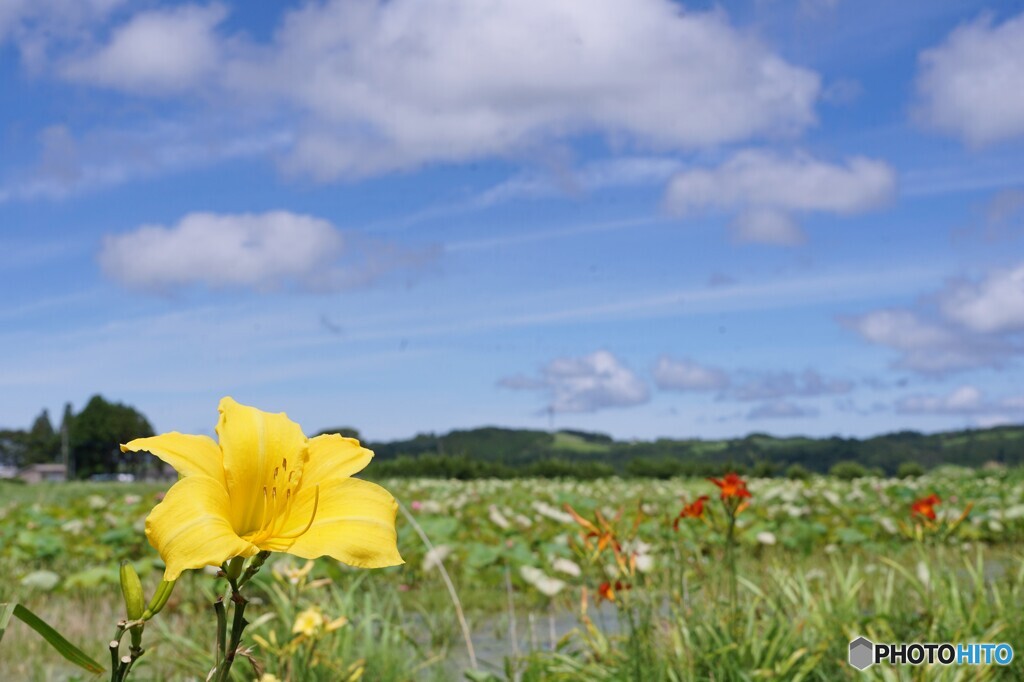 高原を渡る風