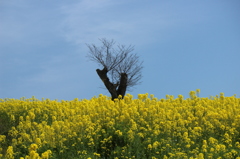 生きる