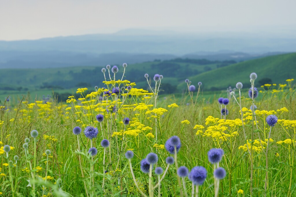 高原の花畑