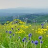 高原の花畑