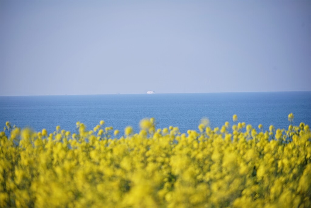 菜の花畑と海
