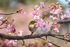 早春の詩