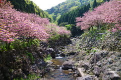 花寺の桜