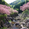 花寺の桜