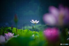 静かな朝