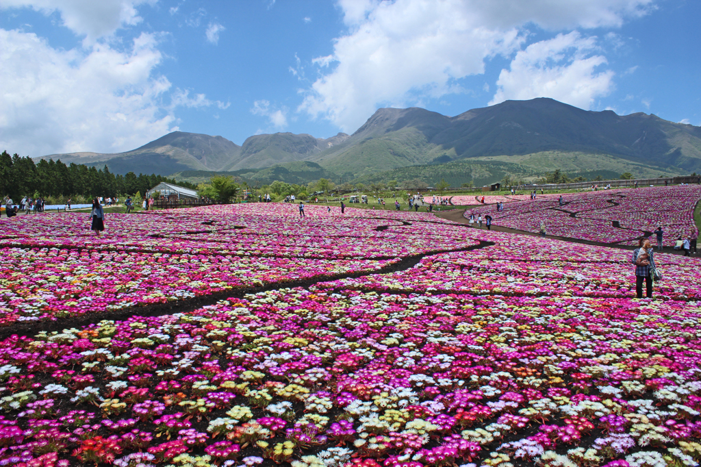 高原の花絨毯