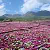 高原の花絨毯