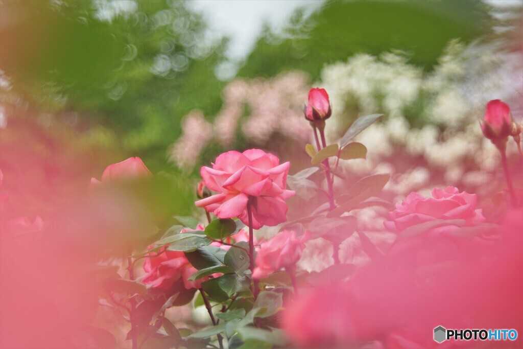 六月の薔薇