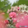 六月の薔薇
