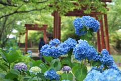 赤い鳥居と紫陽花