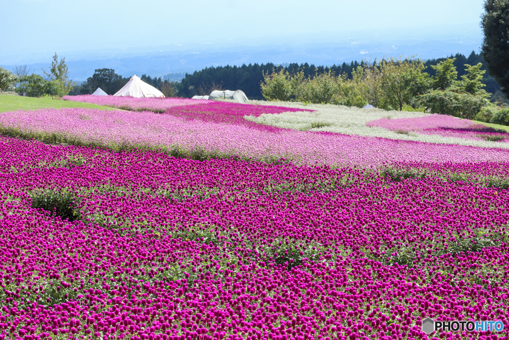 天空のお花畑